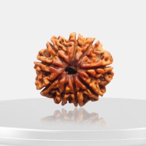 9 Mukhi Rudraksha